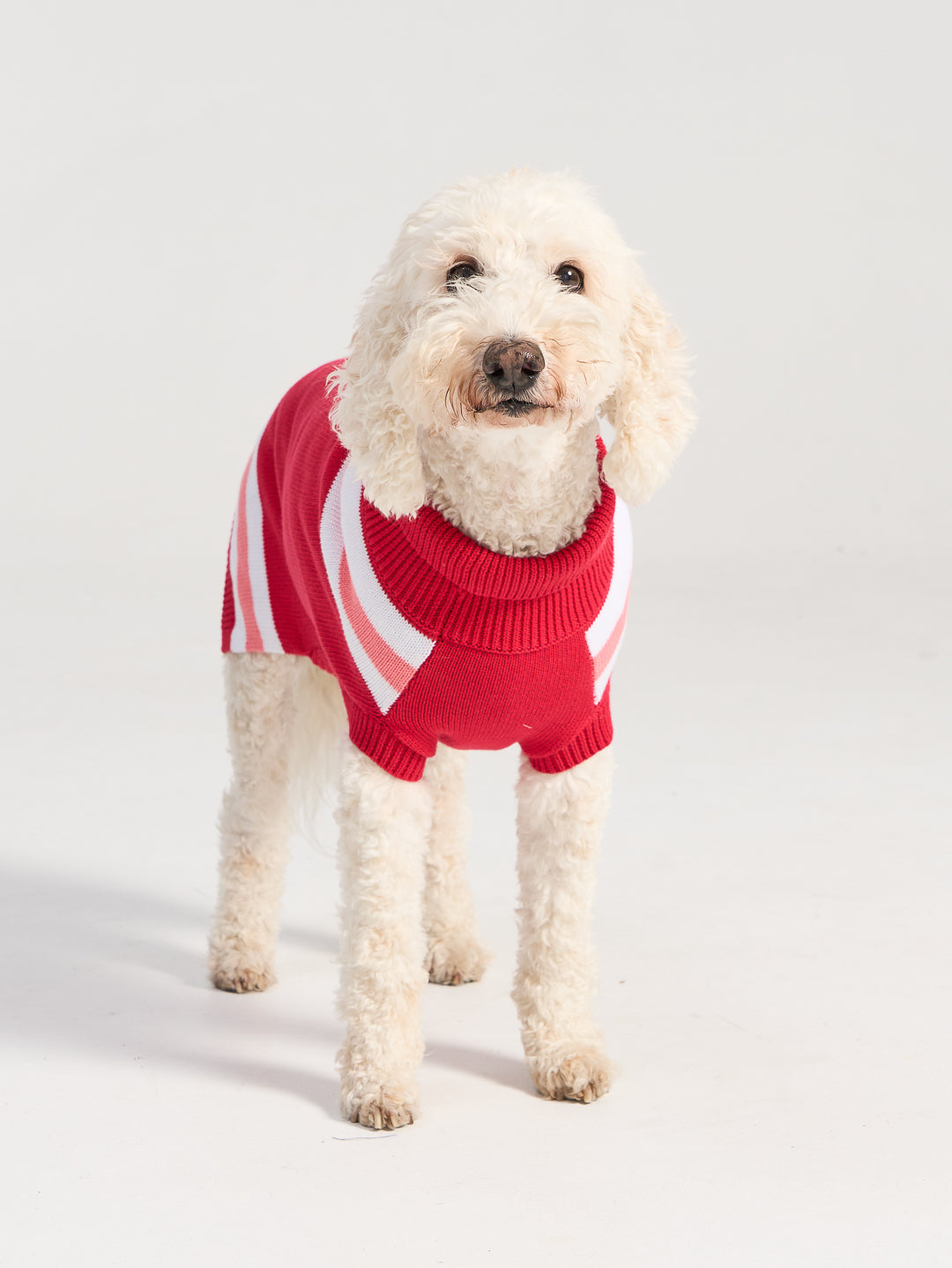 Victory Dog Sweater