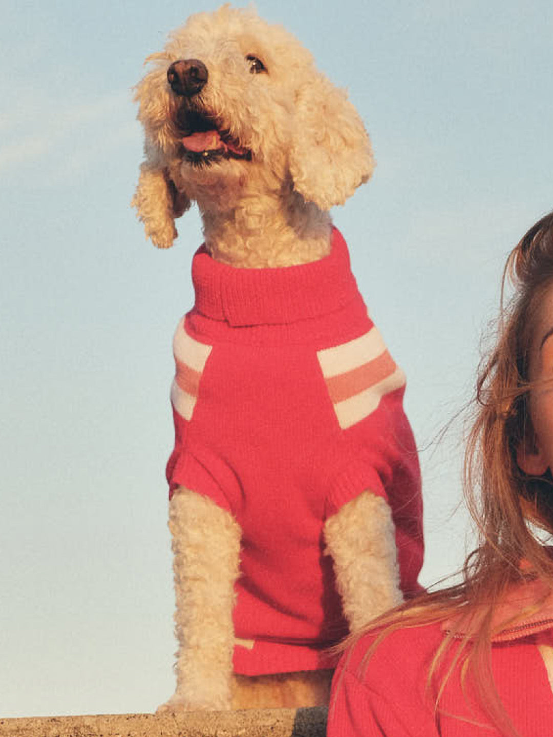 Victory Dog Sweater